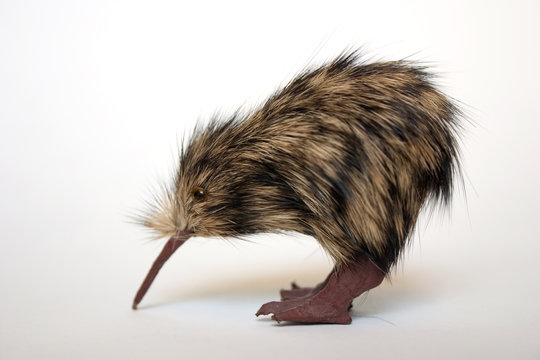 kiwi bird © Jason Stitt