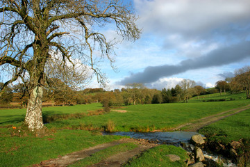 autumnal meadows