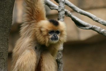 blonder gibbon