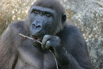 gorilla