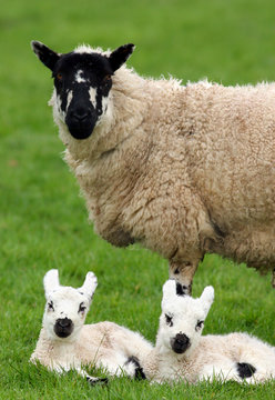 mother sheep and twin lambs