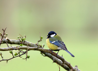 blue tit