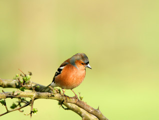 the chaffinch