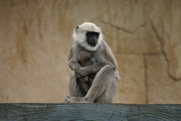 heilige affen - hulman-languren