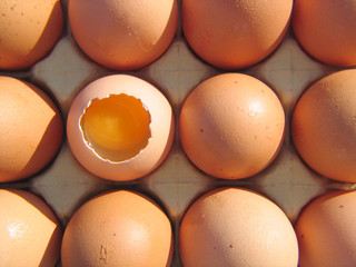 eggs