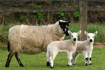 mother and lambs