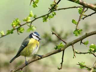 Fototapeta premium blue tit