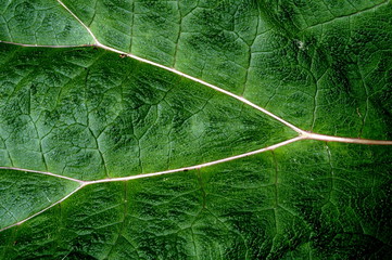 veins in leaf