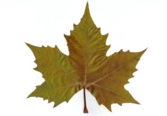Obraz premium feuille de platane