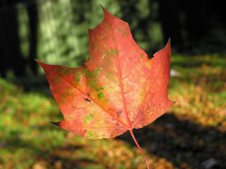 falls leaf