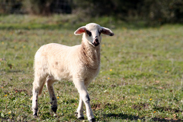 lamb