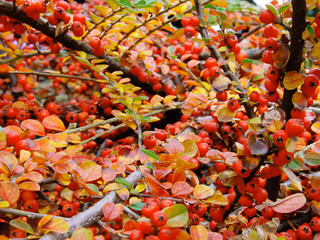 autumn leaf