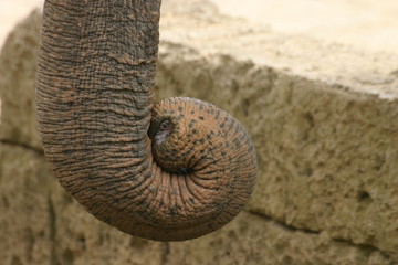 elefantenrüssel
