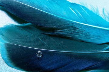 a little more blue feather