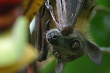 flughund © Martina Berg