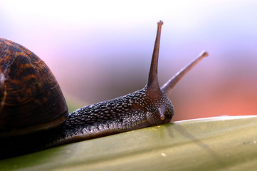 snail walking