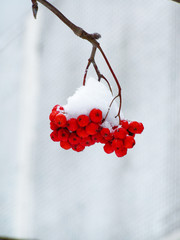 winter  snow  ashberry