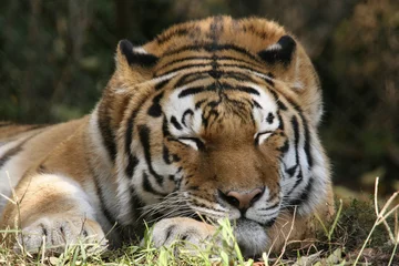 Tableaux ronds sur aluminium brossé Tigre tigre de Sibérie