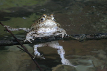 erdkröten während der laichzeit