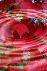 red autumn leaves splash