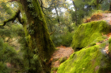 Obraz premium forest