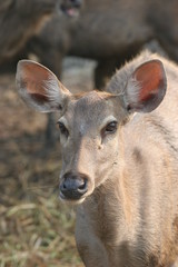 faon sambar