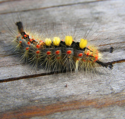 monster   caterpillar