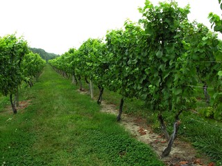 Fototapeta na wymiar winorośli w winnicy.