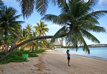 guam bent coconut tree