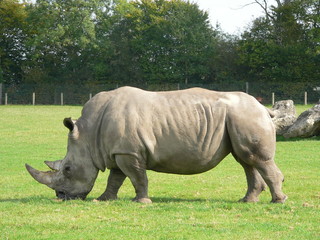cerza - rhinoceros