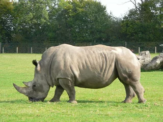 Foto op Plexiglas cerza - rhinoceros © David DEMEYERE