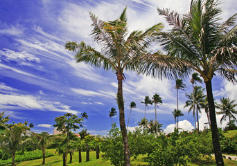 Fototapeta na wymiar Guam tropikalnych sceny