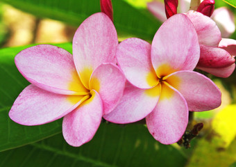 pink plumerias