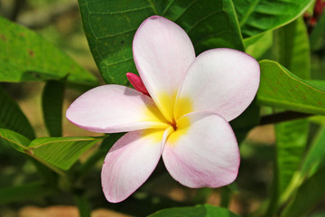 pink plumeria