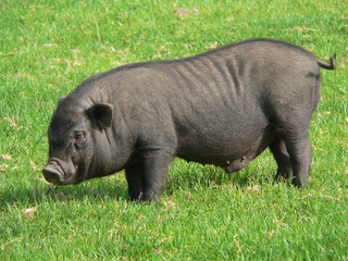 cerza - cochon chinois