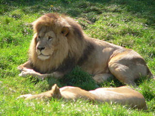 Fototapeta na wymiar cerza - lion