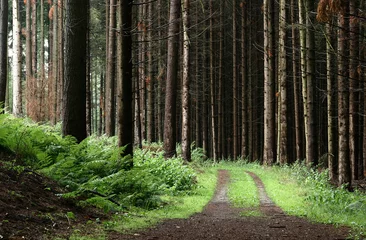 Foto op Plexiglas bomen en bos © jeancliclac