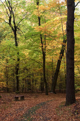 Fototapeta premium waldweg 04