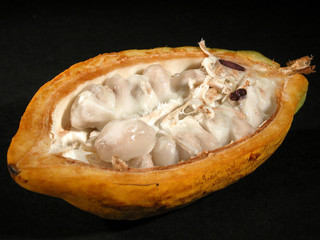 cabosse