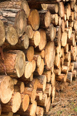 holzstapel 02