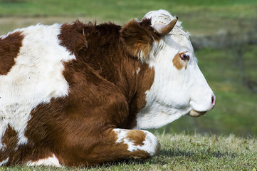 bull