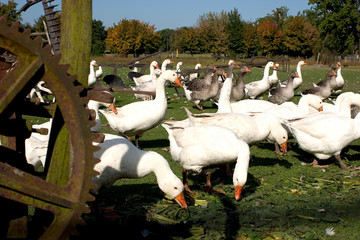 gänse 01 © Bernd Kröger