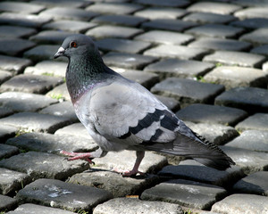 pigeon walking