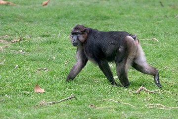 macaque noir marchant