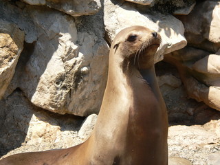 Obraz premium marineland - jeune mere otarie