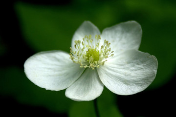 Obraz premium white oregon wildflower