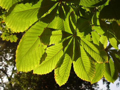 leaves of a chestnut
