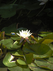 water  flower  nymphea alba