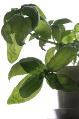basil
