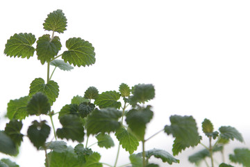 lemon balm
